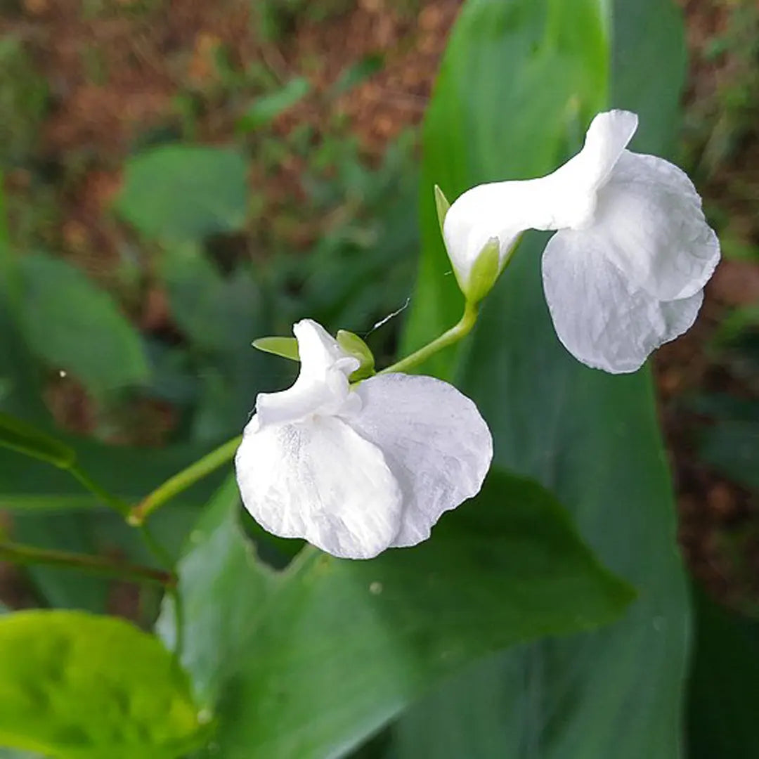 Arrowroot Powder Benefits for Skincare & Cosmetics | Maranta Arundinacea |  By Valenti