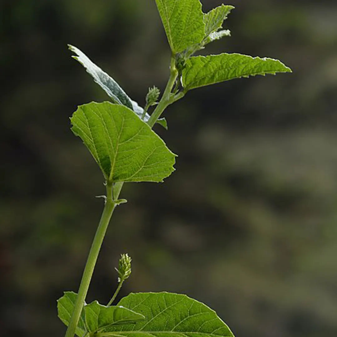 Olio Di Bakuchi Diluito Al 5% In Olio Di Girasole - Foto 10