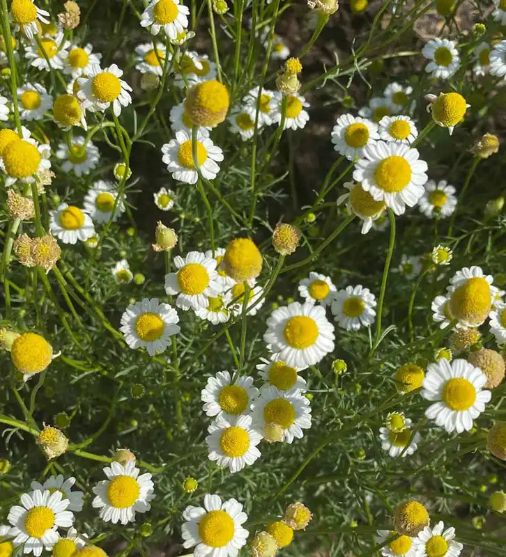 German Chamomile Flowers Photo by By Valenti Organics Natural Organic Skincare