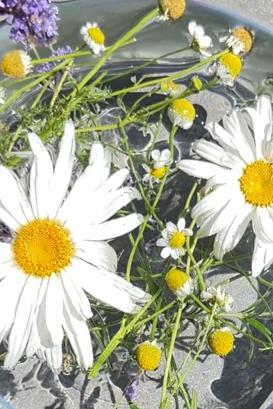 Aqua di San Giovanni: Tradition, Meaning, and Botanical Significance of St. John’s Herbal Water