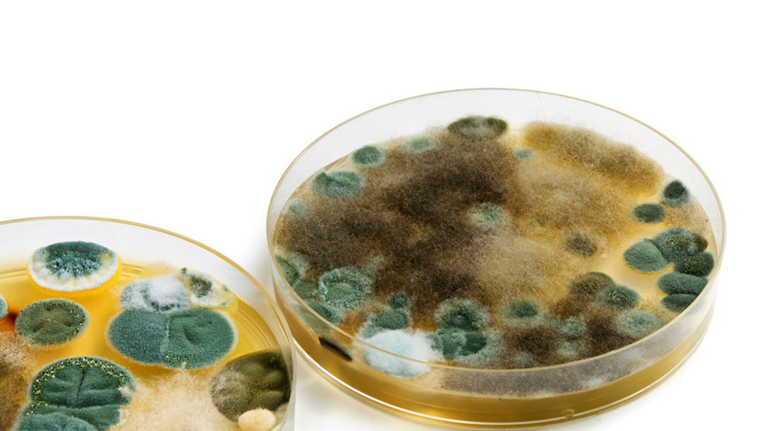 Transferred Bacteria - The Importance of Packaging