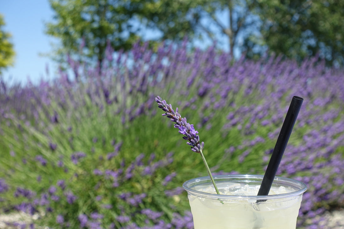 Lavender Limeade - Summer's favorite thirst quencher