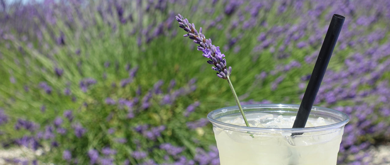 Lavender Limeade - Summer's favorite thirst quencher