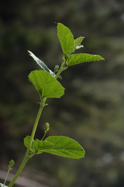 Psoralea_corylifolia_-_Agri-Horticultural_Society_of_India_-_Alipore_-_Kolkata_2013-01-05_2282