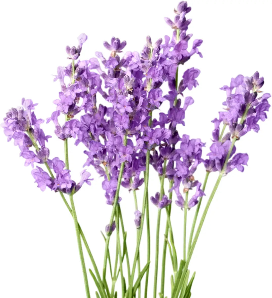 Bouquet of purple lavender flowers on a white background